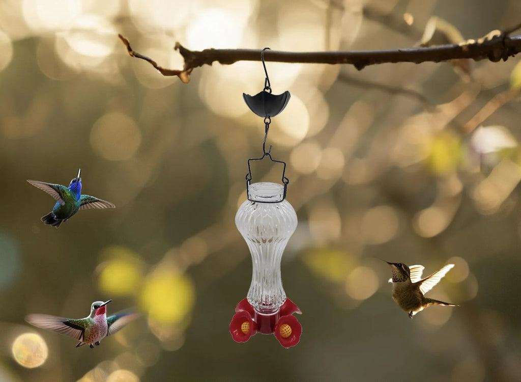 Glass Hummingbird Feeder Ant Moat